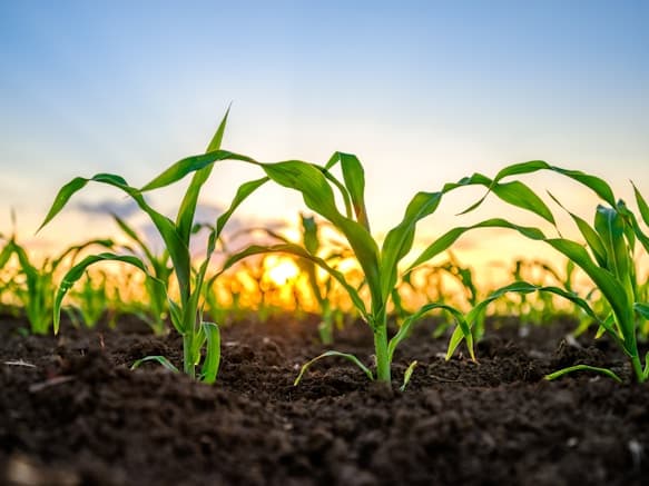 Young crop seedlings breaking ground at sunrise